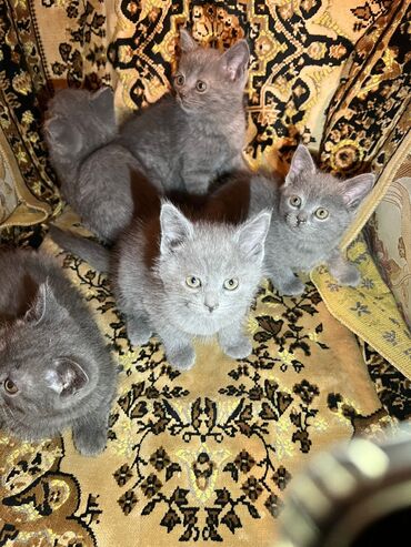 Pişiklər: Britan, Erkək, Dişi, Ünvandan götürmə