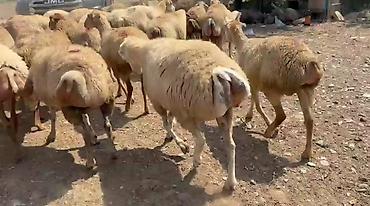 qoyun mal: QOYUNMUZ. SATILIR. 1, 2,3,4 QARIN. QİYMƏTİ. 380. AZN SORTU. QARADOLAQ — 4