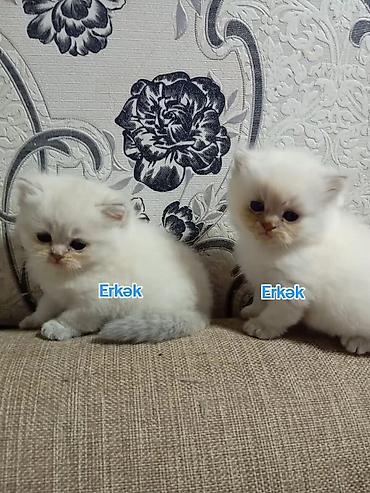 Pişiklər: Şotland, Erkək — 6