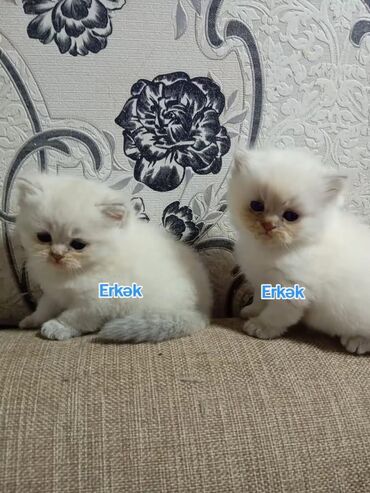 Pişiklər: Şotland yastı qulaq, Erkək, Dişi, Yaxşı əllərə, Ünvandan götürmə, Pulsuz çatdırılma, Ödənişli çatdırılma — 48