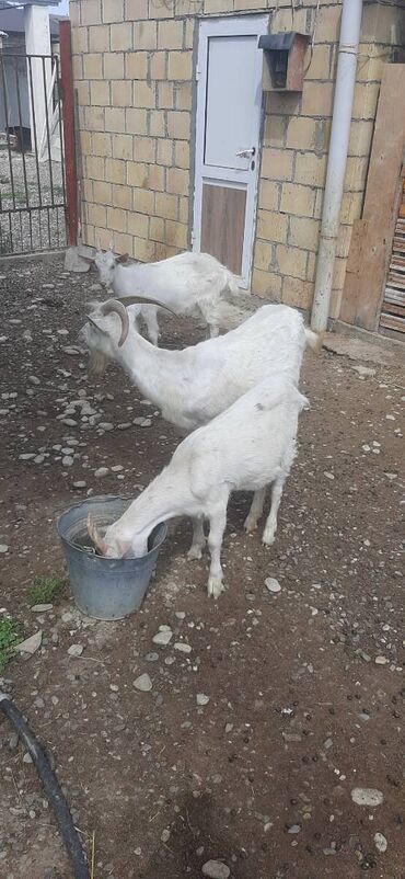 keçi satışı: Cins Rus keçisi satılır
