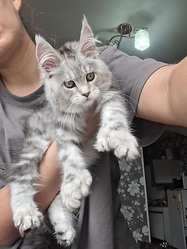 Продажа кошек: Породистый котёнок мейн-кун, окрас серебристый мрамор (silver tabby) — 2