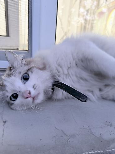 вислоухие котенки: Кошка даром: Беспородная, Мальчик, Приучена к лотку, Проглистована — 2