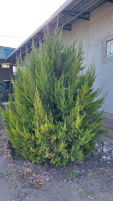 саженцы колоновидные: Можжевельник декоративный (вероятно, Juniperus sabina/virginiana — 3