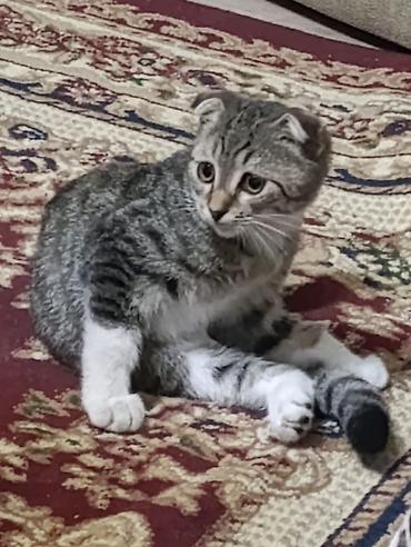 коён ош: Котята-домашние любимцы. Отдам в хорошие руки - Описание: несколько — 5