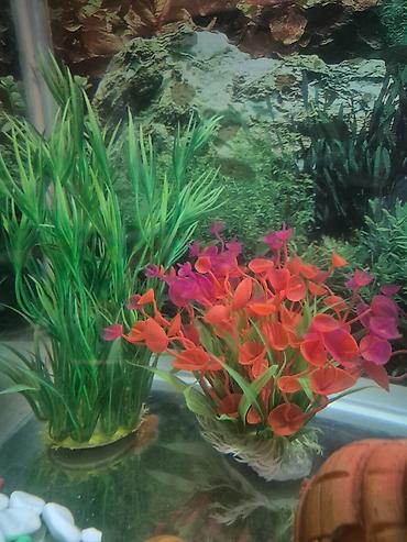 akvarium qiymetleri: Dördbucaq akvarium, Boş, 40 l, Ünvandan götürmə — 1