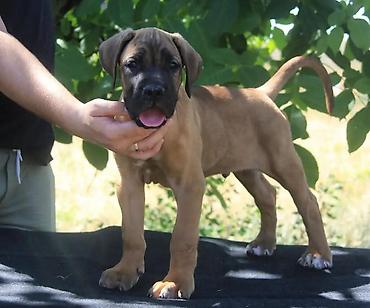 Psi: Cane Corso štenci U ponudi veoma perspektivni štenci iz različitih — 4