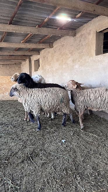 Баран, овца: Продаю | Овца (самка) | Для разведения | Матка — 12