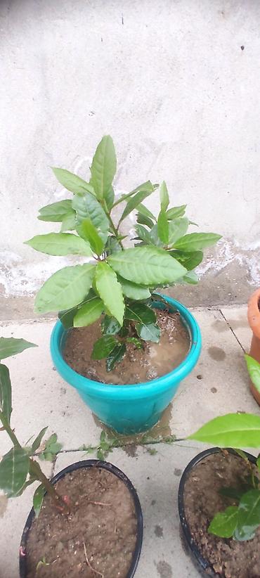 sitili: Dəfnə ağacı (Laurus nobilis) – ətirli, keyfiyyətli və məhsuldar sort — 1