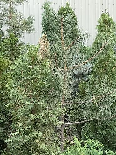 Ель: Продаются местные голубые ели пышной формы, с хорошим земляным комом — 10