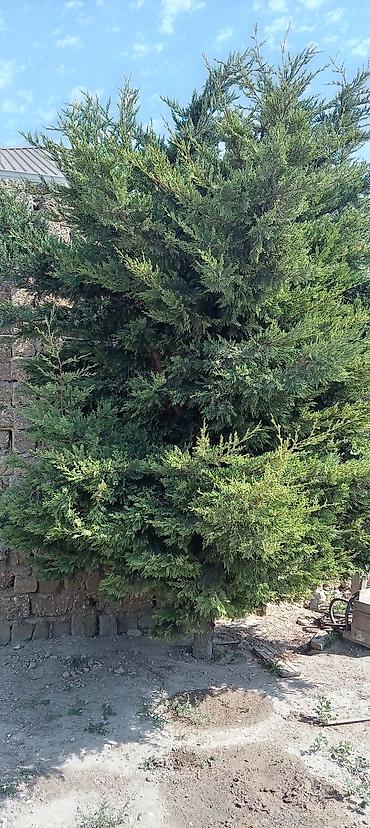 beryoza ağacı azerbaycan dilinde: Thuja (ardıc tipli həmişəyaşıl) ağacı - Hündür, sıx və budaqları bol — 3