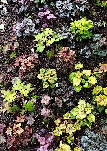 Другие садовые цветы и кустарники: Продаю гейхеру. В коллекции более 80 сортов. Звоните по тел. Вацап — 23