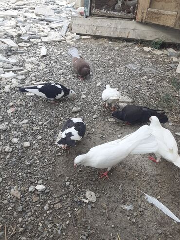 Drakonlar satılır.6 dənədirlər.Cütdülər.Ağ erkəy çılpaq