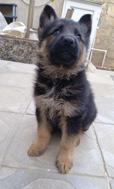 İtlər: 1 ay, Erkek