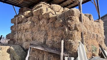 Корма для с/х животных: Чуй ичи доставка бесплатно. Экинчи кос беде. Сено в тюках — 4