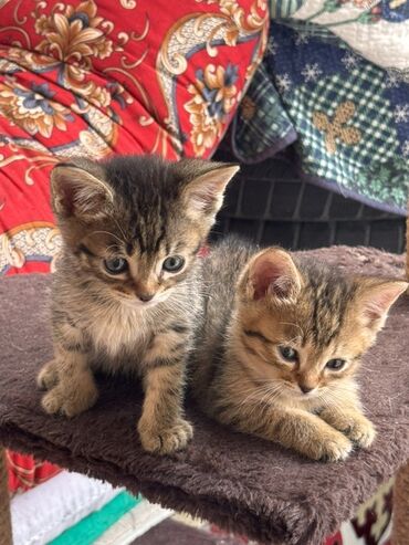 шотландский короткошерстный кот цена: Беспородная, 2 месяца, Мальчик, Приучена к лотку