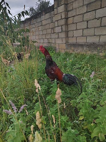 ev quşları haqqında melumat: Satılır: kənd toyuğu xoruzu - Cins tipi: uzunboyun, sərt bədən — 5