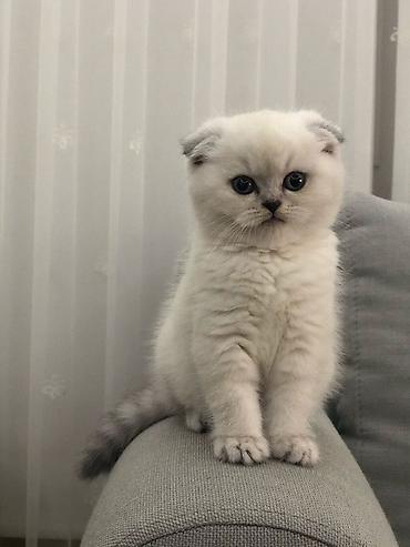 ыссык куле: Куплю такие кошки — 2