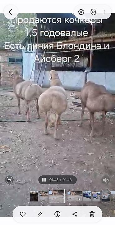 не пригодилось: Продаю | Баран (самец) | Арашан | Для разведения | Племенные — 4