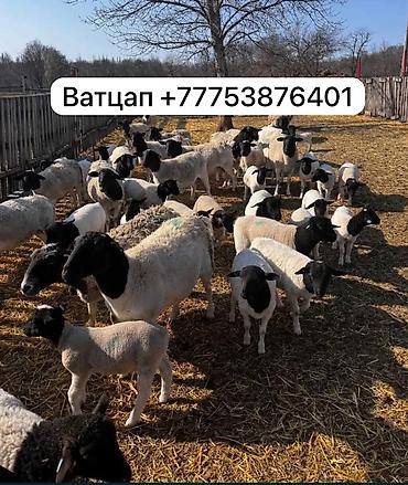 яица для инкубатора: Продаю | Овца (самка), Ягненок, Баран (самец) | Для разведения | Племенные — 1