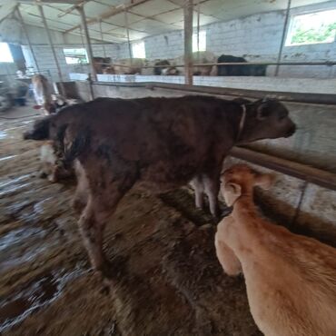 молочные корова: Продаю | Бык (самец) | Ангус, Абердин-ангус | Для разведения | Искусственник