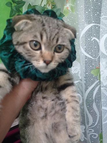 Декоративные ленты и банты: Ошейник-воротник для кошек (юбочка-ruff) - Декоративный воротник для — 2