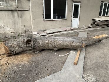 пилим деревя: Продам дерево Орех ствол. Недавно спилили высота 4.20 метра, 1.90