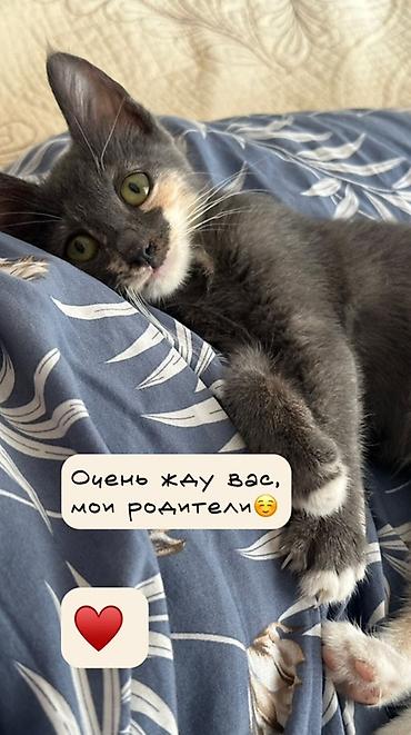 отдам в добрые руки: Кошка даром: Беспородная, 3 месяца, Девочка, Приучена к лотку, Проглистована — 4