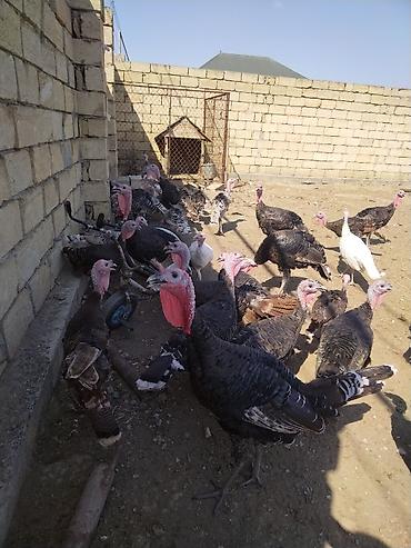 kend cucesi: Salam. Yerli hinduşqalardı. 4 aylıqdırlar. 57 ədədir bir yerdən — 3