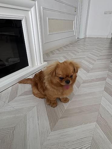 pisikli oyunlar: Pekines, 7 ay, Erkək, Peyvəndli — 2