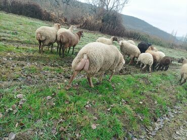 qurbanlıq qoyun qiymətləri: Erkək, il: 1, 65 kq, Damazlıq