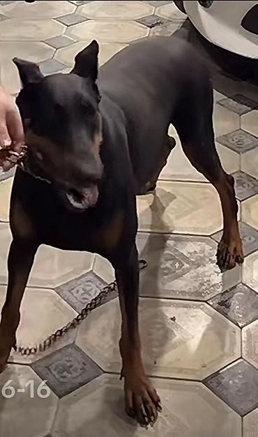 Doberman lalafo.az -da Doberman