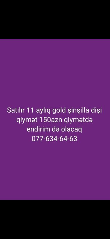 Pişiklər: Pişiklər