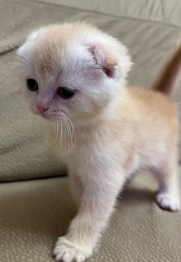 Кошки: Шотландская, Самец, Самка, В добрые руки, Платная доставка, Бесплатная доставка, Доставка в районы — 2