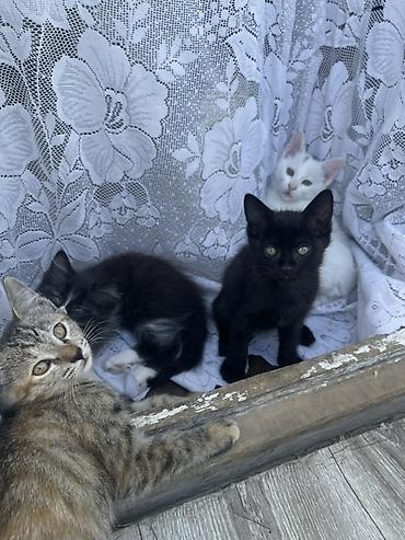 кошка шатланка: Котята, помет из 4 малышей, домашние. - Окрас: белый с нежно-розовыми — 1