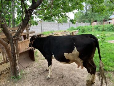 Продам с/х животных: Продаю | Корова (самка) | Для молока | Стельные