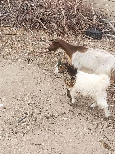 südlük keci: 3 4 qarın doğub 
balası Erkeyi çəpişdi
razılaşmaq olar — 1