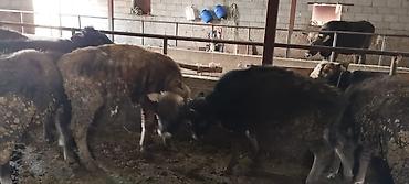 Коровы, быки: Продаю | Бык (самец) | На откорм | Искусственник — 9