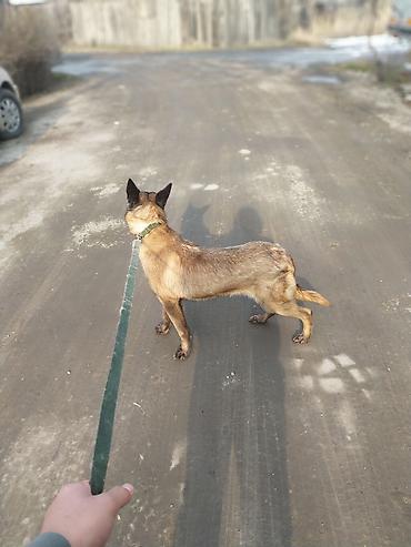 королевский пудель купить: Бельгийская овчарка, 11 месяцев, Самец — 5