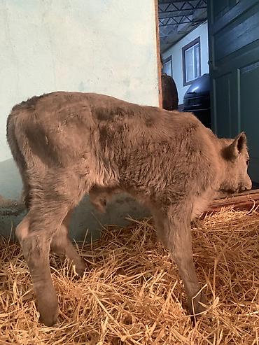 Коровы, быки: Продаю | Музоо, торпок | Ангус, Швицкая | На откорм, На забой, Для разведения | Племенные — 3