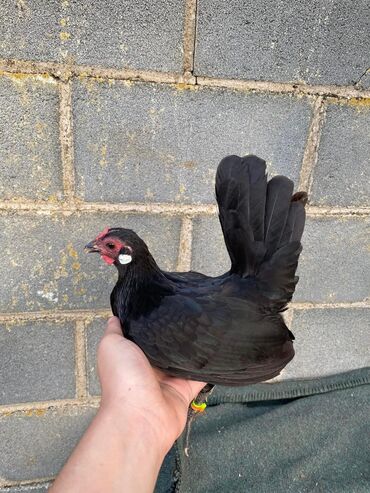 Куры, петухи: Продаю | Куры, Петух — 26