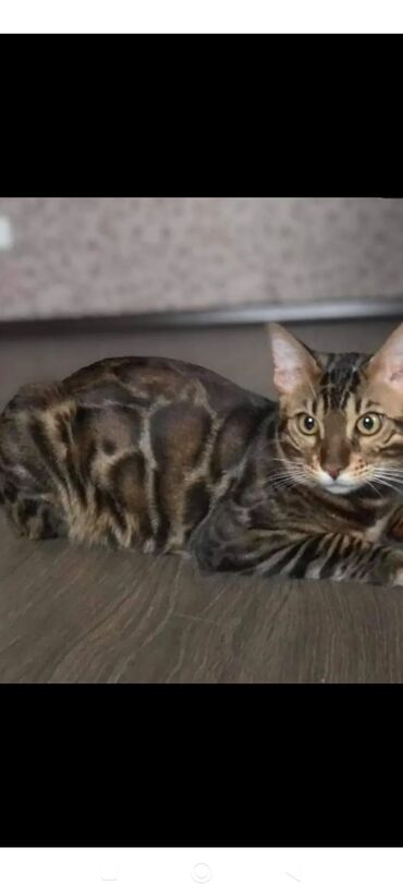 мраморный вислоухий кот: Бенгальская кошка с редким окрасом Браун (brown marble). - Роскошный