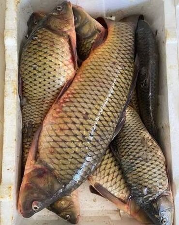 quzu əti qiyməti: Məhsul: Şirin su balığı – sazan (Cyprinus carpio) Təsvir: -