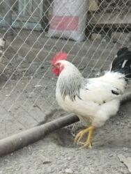 дома на продажу в бишкеке: Петук Адлер 6-7 месяцев -800 сом несушки куры 9-10 месяца 5 шт. одна
