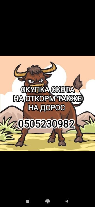 чон уй берилет: Сатып алам | Уйлар, букалар, Башка а/ч жаныбарлары, Жылкылар, аттар | Союлган, Бардык шартта, Союуга, этке