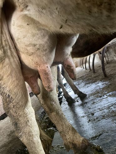 порода коров швиц: Продаю | Корова (самка) | Айрширская | Для молока