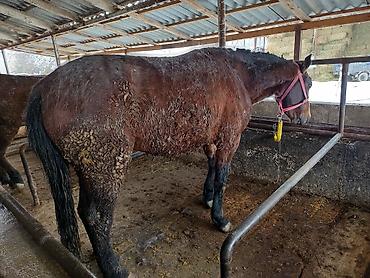 Лошади, кони: Продаю | Кобыла (самка), Конь (самец), Жеребенок | На забой, Рабочий — 6