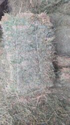 отдам даром вислоухого котенка: З укос 70шт по 350с