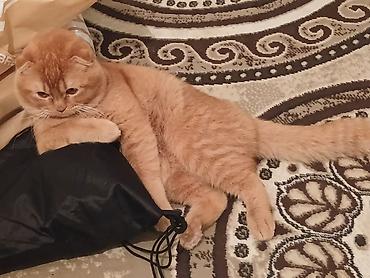 Pişiklər: Şotland — 9