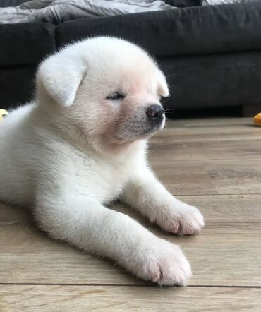 İtlər: Akita-inu, 1 ay, Erkek, Peyvəndli, Ödənişli çatdırılma